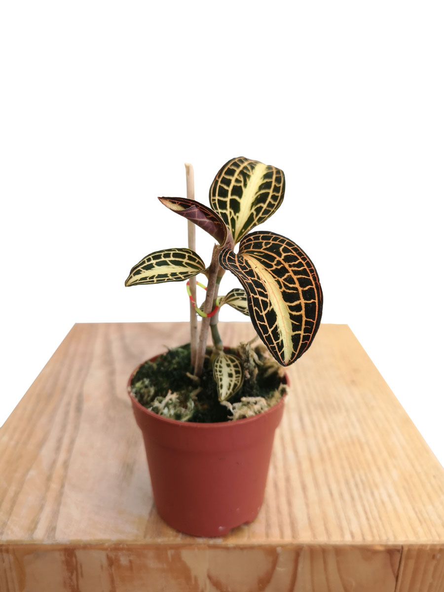 Juwelorchidee Macodes petola Mimesis